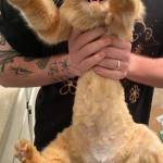 Deziree Reyes Profile Picture