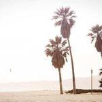 Flavio Jacobs Profile Picture