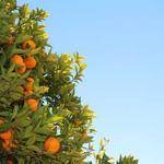 Chaim Cummings Profile Picture