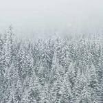 Brook Marquardt Profile Picture