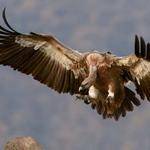 Leopoldo Oberbrunner Profile Picture