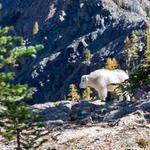 Josue Weissnat Profile Picture