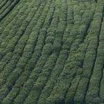 Nedra Leuschke Profile Picture