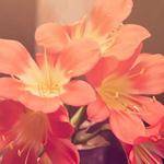 Iva Heathcote Profile Picture