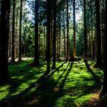 Ellis Zemlak Profile Picture