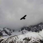 Thelma Morissette Profile Picture