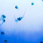 Monserrat Klocko Profile Picture