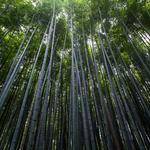 Johnpaul Purdy Profile Picture