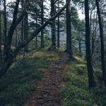 Ernestine Hamill Profile Picture