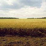 Loy Kunde Profile Picture