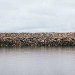 Nels Pacocha Profile Picture