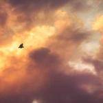 Dillon Ortiz Profile Picture