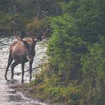 Lance Parisian Profile Picture