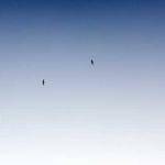 Prudence Roberts Profile Picture