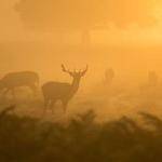 Justice Streich Profile Picture