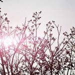 Geoffrey Satterfield Profile Picture