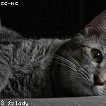 Jeremie Stoltenberg Profile Picture