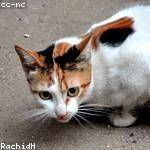 Percy Ratke Profile Picture