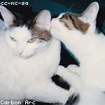 Casimir Kovacek Profile Picture