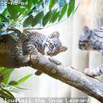 Lon Heathcote Profile Picture