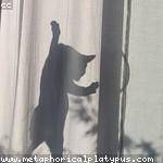 Kaitlin Grimes Profile Picture