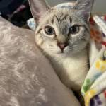 Jasmine Belmares Profile Picture