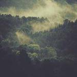 Bernice Considine Profile Picture