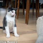 Laura Lesch Profile Picture