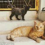 Karli Crooks Profile Picture