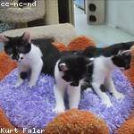 Freida Macejkovic Profile Picture