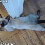 Silas Harber Profile Picture