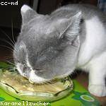 Ashtyn Feest Profile Picture