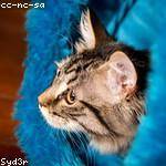 Rossie Fadel Profile Picture