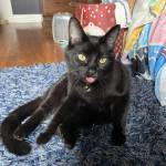 Kazidi Willow Profile Picture