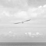 Durward Emmerich Profile Picture