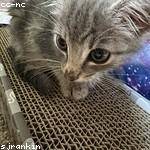 Frieda Macejkovic Profile Picture