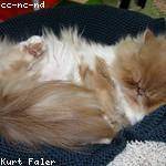 Faustino Beier Profile Picture