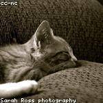 Ernesto Simonis Profile Picture