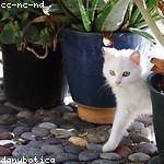 Rozella Langworth Profile Picture