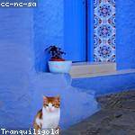 Vincenzo Schaden Profile Picture