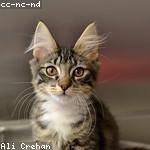 Dorcas Leffler Profile Picture