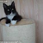 Veronica Bashirian Profile Picture