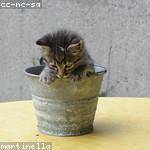 Willa Kirlin Profile Picture