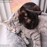 Vergie Runte Profile Picture