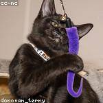 Chaya Hessel Profile Picture