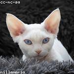 Kaden Hammes Profile Picture