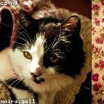 Alyce Boyer Profile Picture