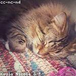 Nella Kshlerin Profile Picture