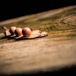 Ed Lang Profile Picture