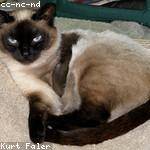 Pasquale Bosco Profile Picture